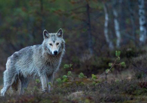 Lone Wolf ฉันคือ หมาป่าสันโดษ