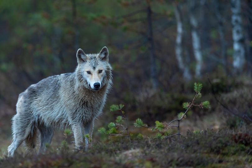 Lone Wolf ฉันคือ หมาป่าสันโดษ