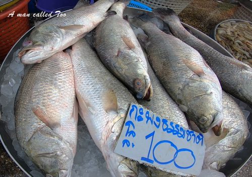 กุ้ง หอย ปู ปลา ที่ตลาดมหาชัย