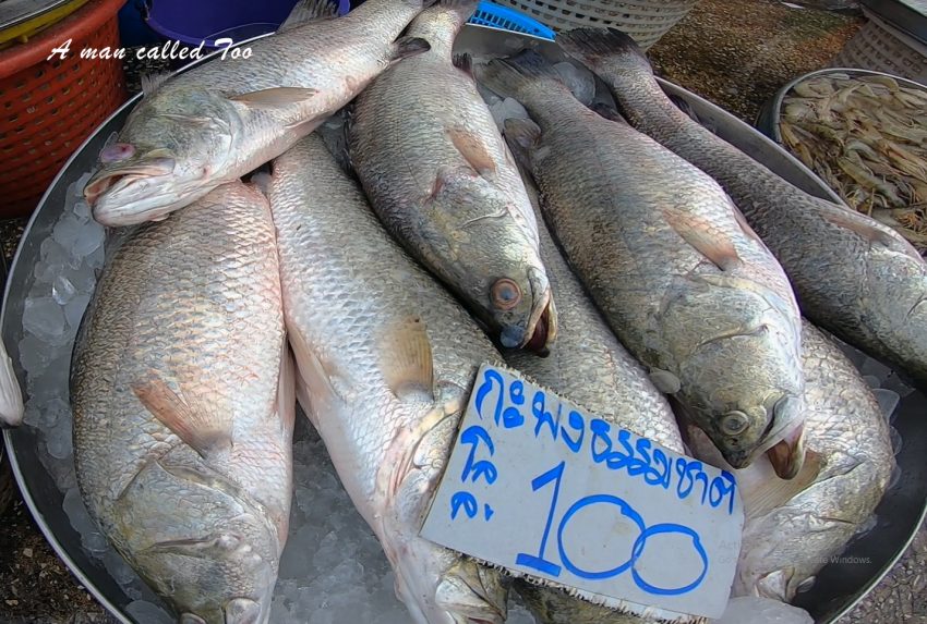 กุ้ง หอย ปู ปลา ที่ตลาดมหาชัย