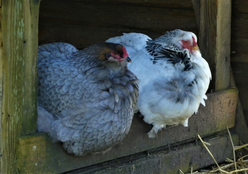 บ้านของไก่