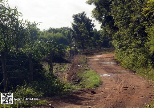 ชีวิตในชนบท ที่สระแก้ว