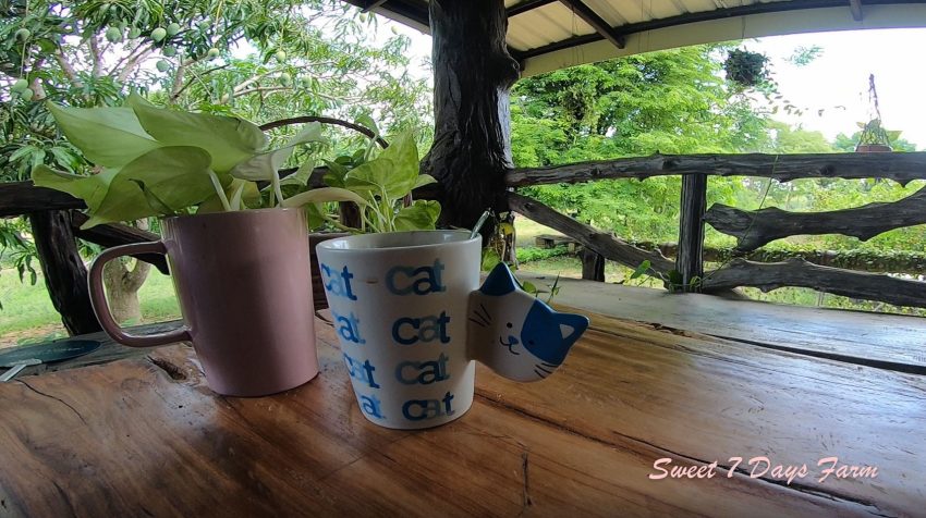 กาแฟยามเช้า @ Sweet 7 Days Farm