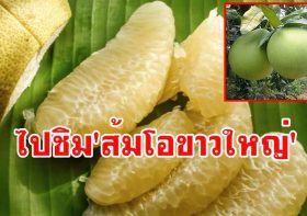 เทศกาลส้มโอขาวใหญ่และของดีสมุทรสงคราม